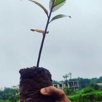 Mini Forest Project Image 1